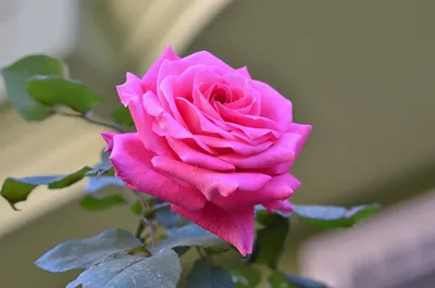lf we desire to blossom like a Rose in the garden , Then we… | Beautiful  roses, Beautiful rose flowers, Rose flower