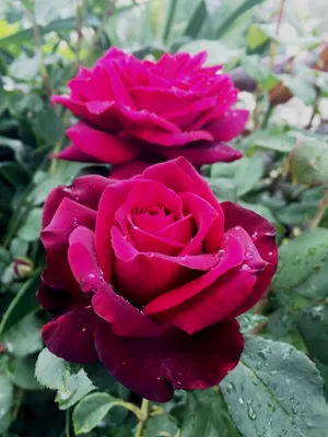 Розы: Роза чайно-гибридная \"Графиня Диана\"