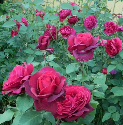 Роза чайно-гибридная Графиня Диана – купить в питомнике по цене 418 ₽