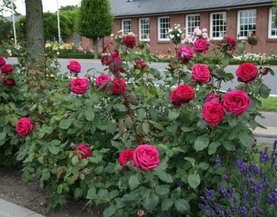 Lady Diana Rose | Star Nursery Garden and Rock Centers