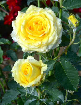 Купить саженцы Роза Диана в питомнике. Для сорта Роза Диана есть описание,  фото, цены и отзывы садоводов.