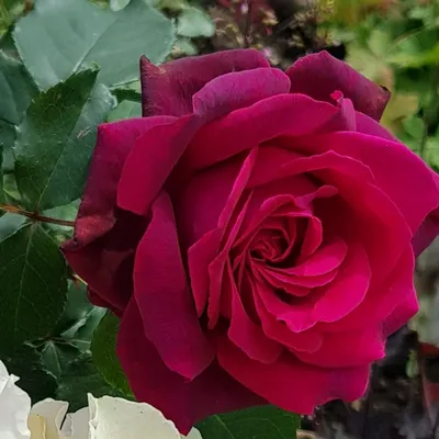 Как распускается роза Графиня Диана (Чайно гибридная) Timelapse Rose  4К.Gräfin Diana (Kordes 2012) - YouTube