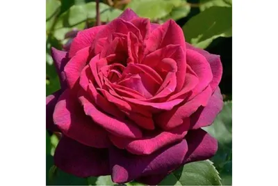 Gräfin Diana ® | Roses' Name