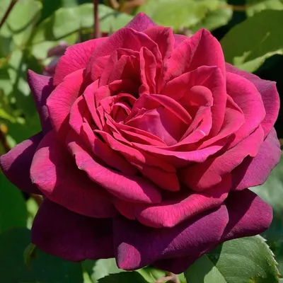 Роза чайно-гибридная Графиня Диана – купить в питомнике Дирижер Сада