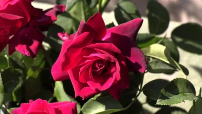 А) 101 Роза \"Диана\" 50 см и скидки в интернет магазине цветов Роз Новоросс