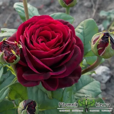 роза графиня Диана, питомник роз Полины Козловой, rozarium.biz, roses of  Polina Kozlova - YouTube