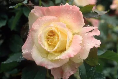 Rosa 'Kordiagraf' GRÄFIN DIANA® - Havlis.cz