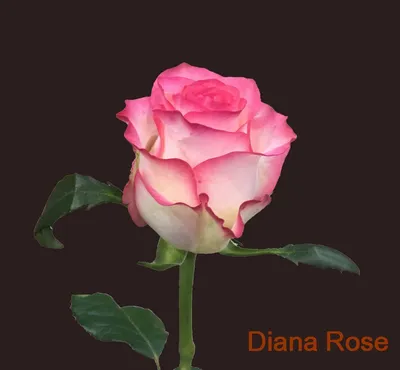 Роза Графиня Диана. (вв). Чайно-гибридная роза (ID#574040432), цена: 135 ₴,  купить на Prom.ua