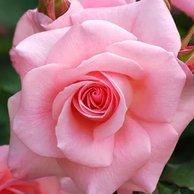 Роза Диана де Пуатье - купить саженцы. Каталог розы почтой 2024.