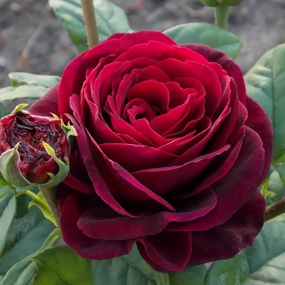 Саженцы розы графиня диана купить в Москве по цене от 690 рублей