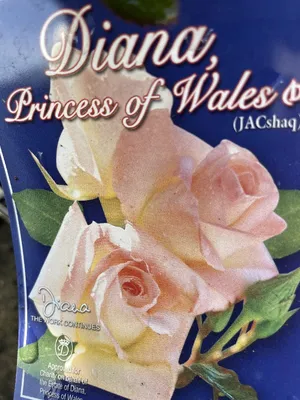 Роза чайно-гибридная Диана де Пуатье купить с доставкой в г. Муром - цена  от 429.00 руб