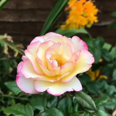 ROSA DIANA PRINCESS OF WALES 20CM – Poyntons Nursery