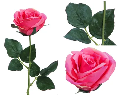 Rosa 'Diana, Princess of Wales' Rose | Garden Center Marketing