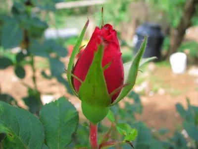 File:Rosarium Baden Rosa 'Gräfin Diana' Kordes 2012 01.jpg - Wikimedia  Commons