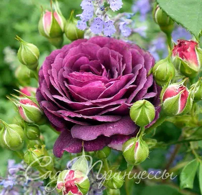Rosa 'Diana Princess Of Wales', Hybrid Tea Rose 'Diana Princess Of Wales' -  uploaded by @cottagegardendave