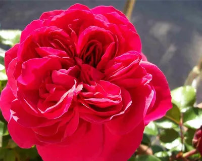 Rosa Diana rosa - Ø7x56cm