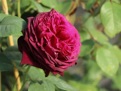 Photo of the bloom of Rose (Rosa 'Diana, Princess of Wales') posted by  Paul2032 - Garden.org