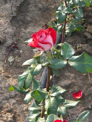 Красивые розы \"динамит\" оптом купить в Майкопе | Товары для дома и дачи |  Авито
