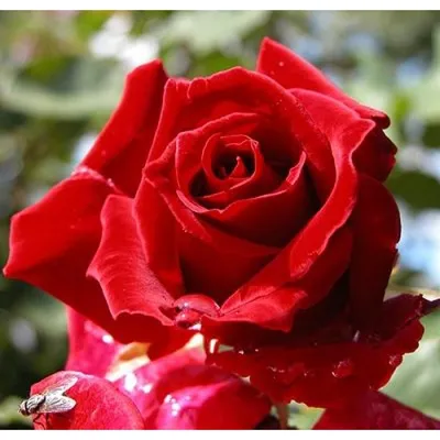 Роза динамит (76 фото) »