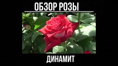 Купить саженцы роз в Нижнем Новгороде
