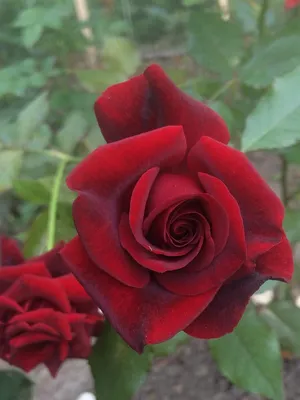 Саженцы роз из питомника Саженец - Роза Госпел (Gospel)(чайно-гибридная)