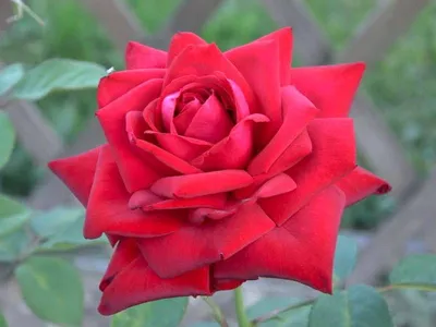 Роза Венская |