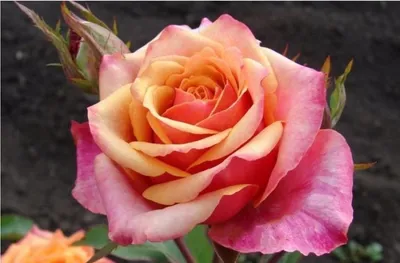 Красные розы.🌹🌹🌹👌☺️ классика в саду. | Розарий🌹Ангелочек | Дзен