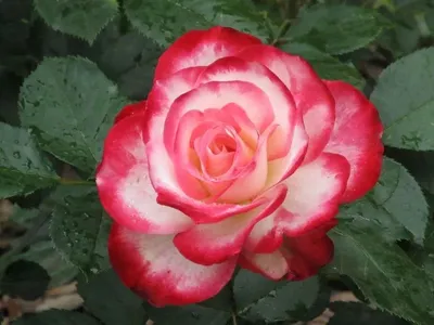 Сорт Динамит 💣🌹🌹🌹 #розы #сортовыерозы #самыекрасивые #агроволокно  #корасосны #мульча #мульчадляроз #самыекрасивые | By oliatimakova | Facebook