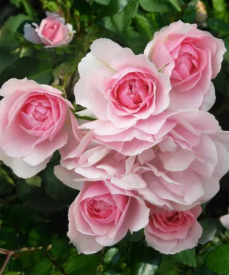Купила розы спрей и не пожалела😍Три причины, по которым выбрала эти цветы  | Сибирский сад Оксаны Артеменко | Дзен