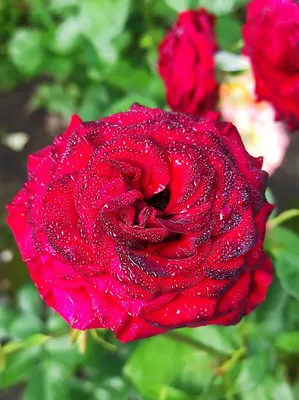Купить Айсфогель, Фото и описание роз, Саженцы чайно-гибридных роз в  интернет магазине \"КустикОптом\" саженцы от производителя.