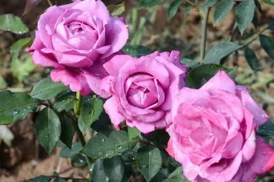 Красные розы.🌹🌹🌹👌☺️ классика в саду. | Розарий🌹Ангелочек | Дзен