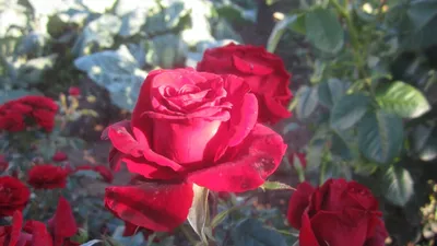 Белая Роза из кружева 5D , …» — создано в Шедевруме