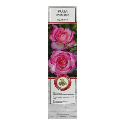 Купить Паприка, Фото и описание роз, Саженцы кустовых роз (шрабы) в  интернет магазине \"КустикОптом\" саженцы от производителя.