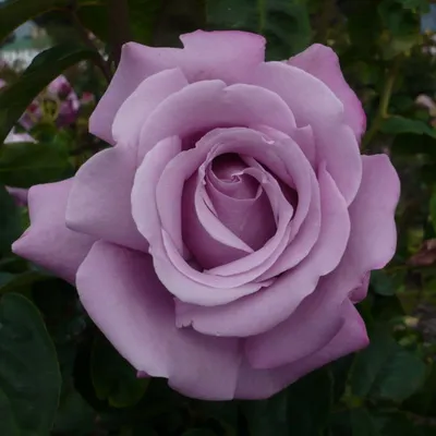Не могу определить сорт розы | Цветочный калейдоскоп | Дзен