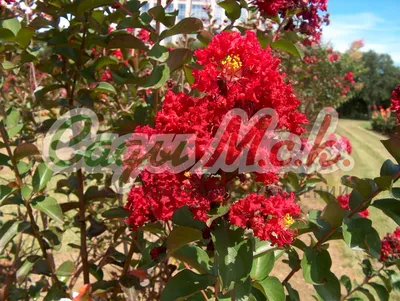 Роза Даника красная ⌀10 30 см купить в Москве с доставкой | Магазин  растений Bloom Story (Блум Стори)