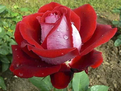 Чайно-гибридная роза Динамит Dynamite купить, каталог роз фото и цена,  частый питомник