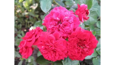Купить роза шарль де голль (charles de gaulle) по цене 384 руб. в интернет  магазине \"Первые Семена\"