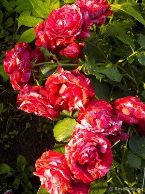 Роза Дип Импрешн Rosa (F) Deep Impression y01 в Ленинградской области и СПб.