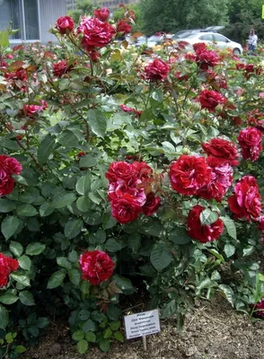 Deep Impression | Columbine flower, Part sun perennials, Flowers perennials