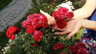 Как получить непрерывное цветение роз. Август 6. Роза Дип Импрешен.  Непрерывное цветение. - YouTube