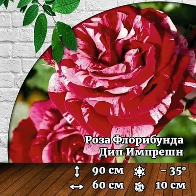 Купить Роза флорибунда Дип Импрешн Rose floribunda Deep Impression - в  питомнике Флорини