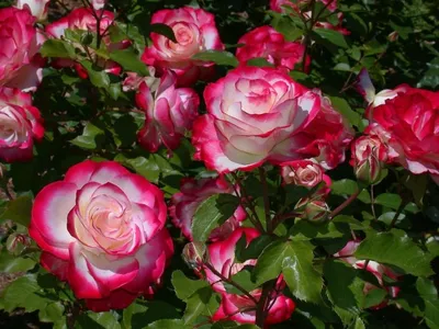 Купить Роза флорибунда Дип Импрешн Rose floribunda Deep Impression - в  питомнике Флорини