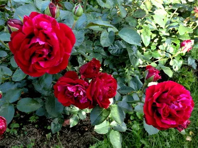 Купить Роза флорибунда Дип Импрешн Rose floribunda Deep Impression - в  питомнике Флорини