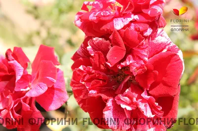 Роза флорибунда Дип Импрешн из каталога Саженцы роз (ВЕСНА) – купить с  доставкой по Москве и России в Onlinesemena