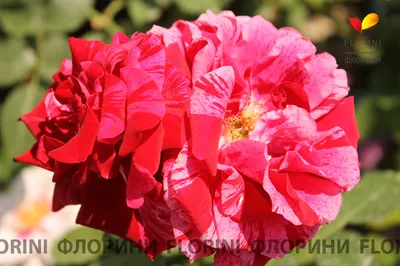 Купить Роза флорибунда Дип Импрешн Rose floribunda Deep Impression - в  питомнике Флорини