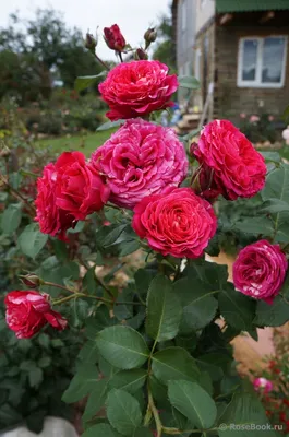 Роза Deep Impression (Дип Импрешн)🌹 - купить саженцы в Украине |  FLORIUM.UA✓