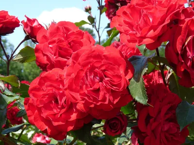 Купить Роза флорибунда Дип Импрешн Rose floribunda Deep Impression - в  питомнике Флорини