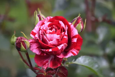Купить Роза флорибунда Дип Импрешн Rose floribunda Deep Impression - в  питомнике Флорини