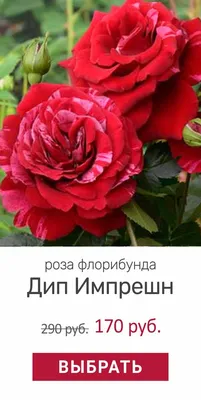 Роза флорибунда Дип Импрешн ø15 h30 см в Красноярске – купить по низкой  цене в интернет-магазине Леруа Мерлен