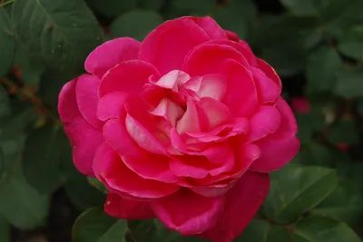 Роза флорибунда Дип Импрешн (Deep Impression, Дип Импрешен) (Rose  floribunda Deep Impression) - описание сорта, фото, саженцы, посадка,  особенности ухода. Дачная энциклопедия.